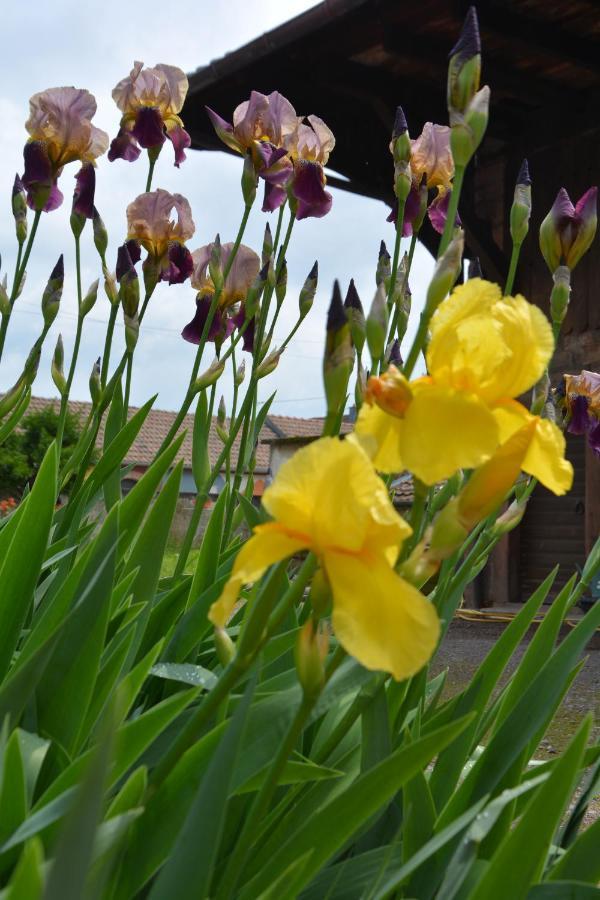 Ferme Les Iris Daire Issenheim Dış mekan fotoğraf