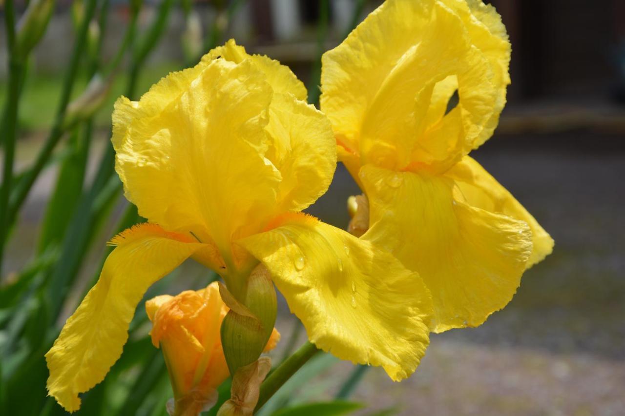 Ferme Les Iris Daire Issenheim Dış mekan fotoğraf