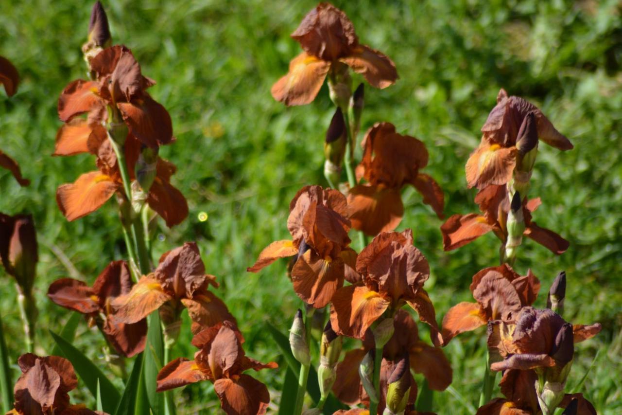 Ferme Les Iris Daire Issenheim Dış mekan fotoğraf